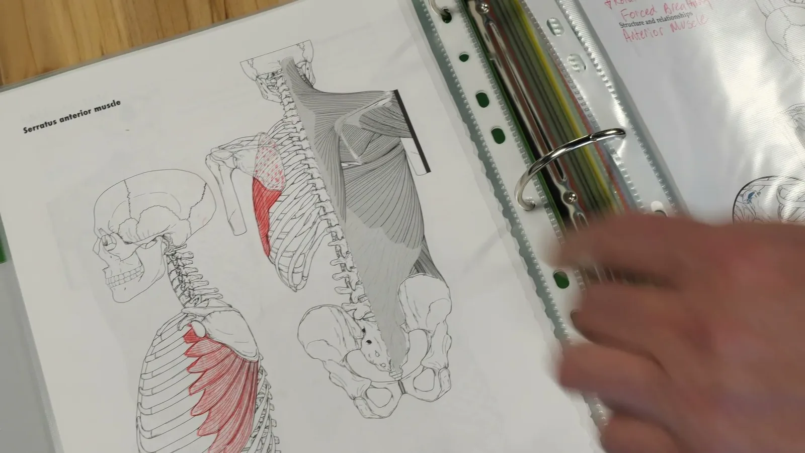 A student’s anatomy workbook showing the muscles of the back